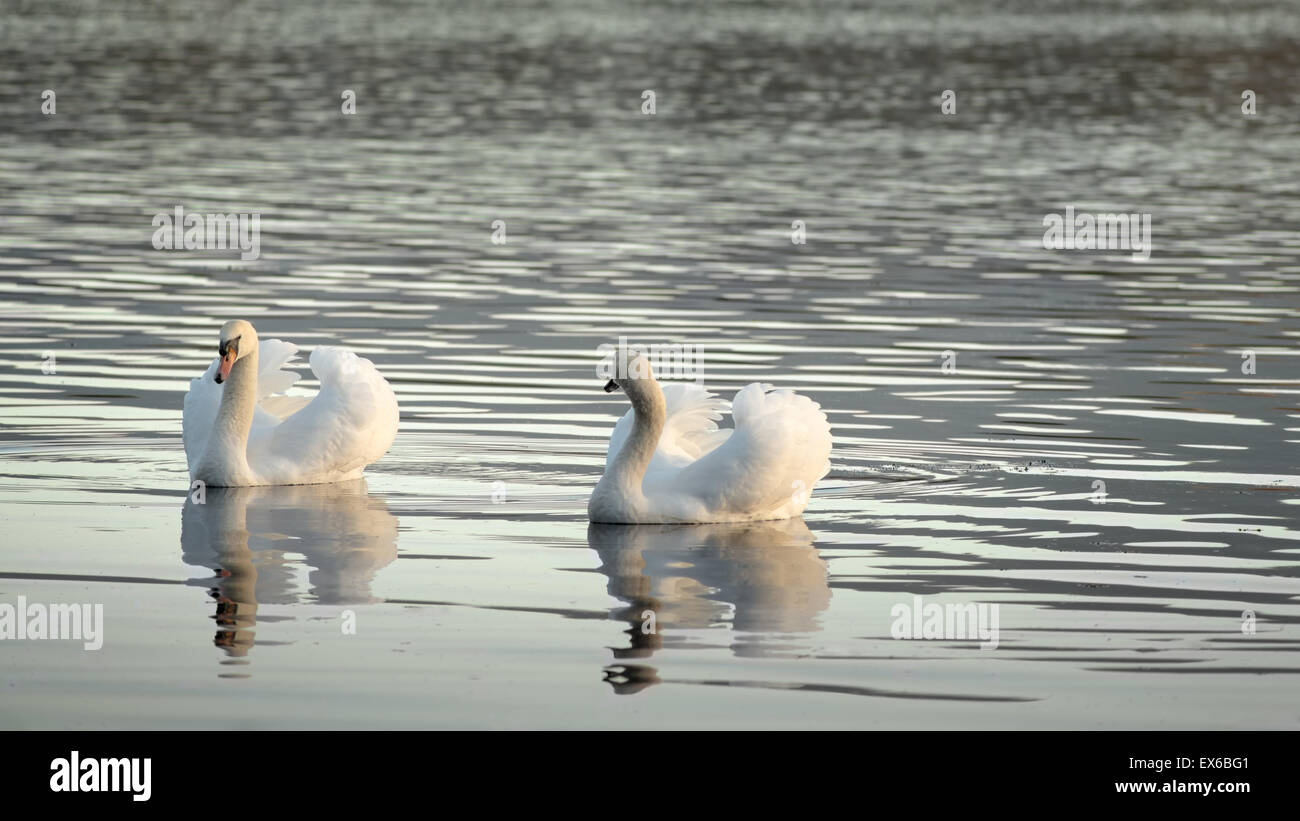 Un paio di cigni muti o Cygnus olor che scivolano su un lago in uno splendido spazio di copia di luce soffusa Foto Stock