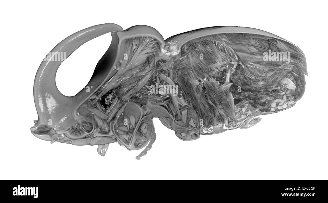 Oryctes boas, scarabeo rinoceronte, Micro-CT scan Foto Stock
