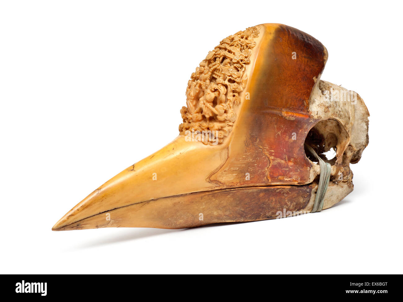 Scolpiti Hornbill cranio Foto Stock