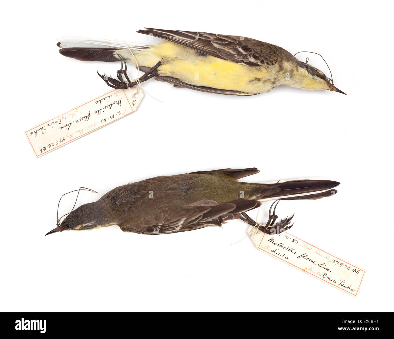 Motacilla flava, Western Wagtail giallo, maschio Foto Stock