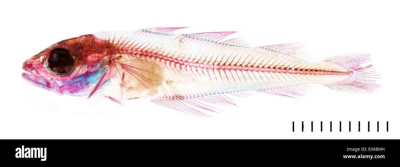 Pollachius pollachius, il novellame di merluzzo giallo Foto Stock