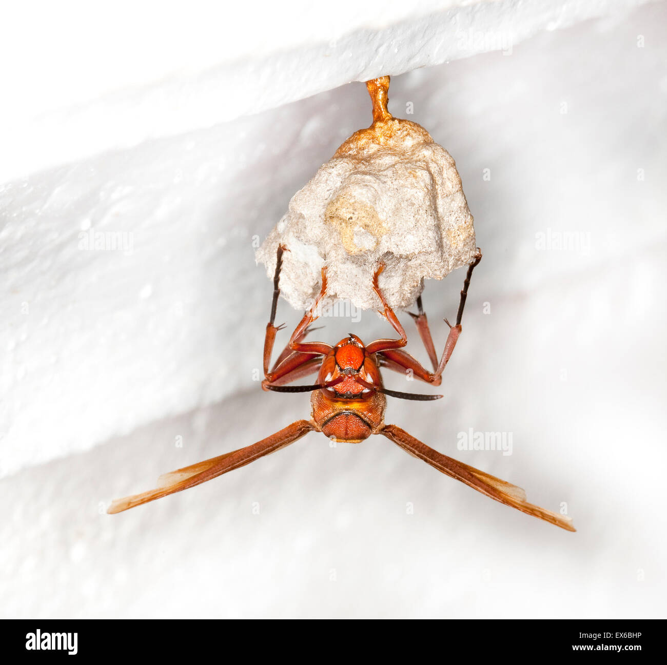 Hornet preparare carta nido, Vietnam Foto Stock