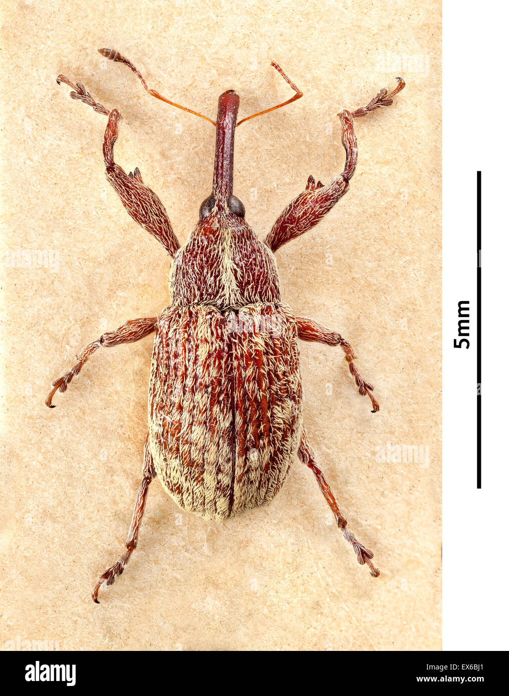 Anthonomus grandis, Cotone Boll curculione Foto Stock