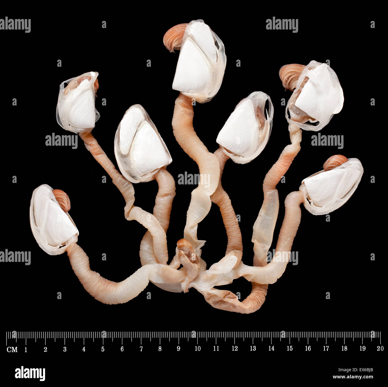 Lepas sp., oca cirripedi Foto Stock