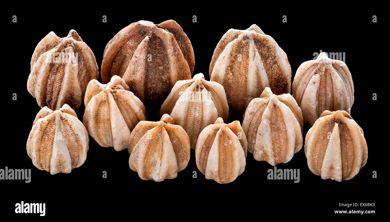 Deltoblastus, blastoids fossile Foto Stock