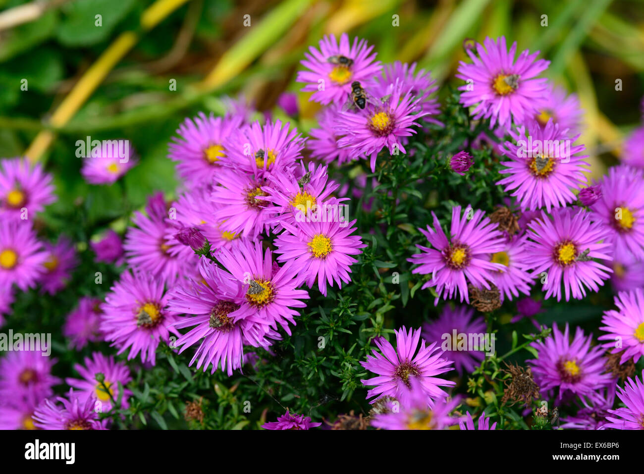 Aster novi-belgii dandy Michaelmas Daisy fioritura autunnale fiore rosa fiori cadono perenne floreale RM Foto Stock