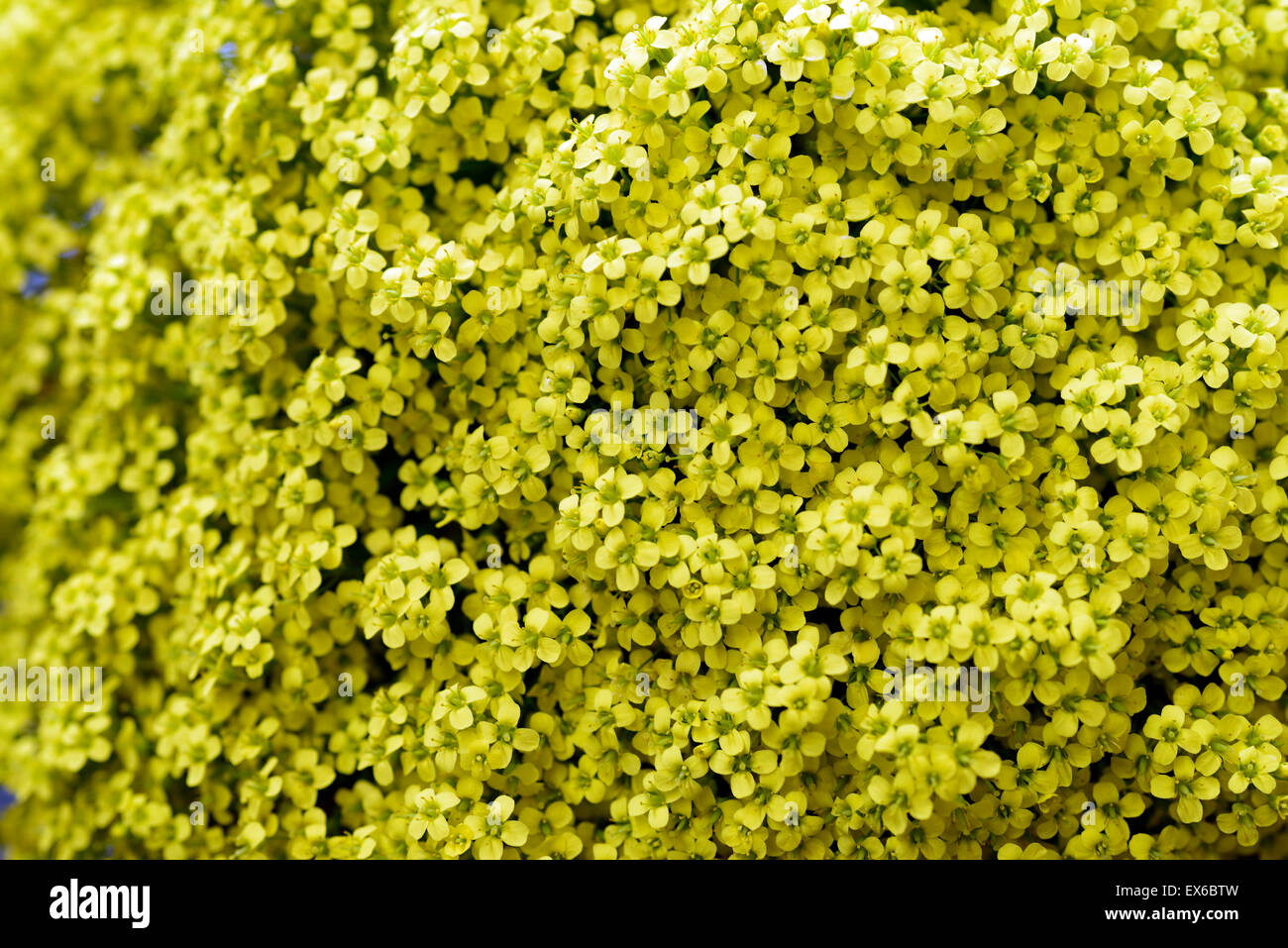 Draba longisiliqua fiore giallo tappeto di fiori tumulo di lunga podded whitlow erba perenne sempreverde floreale RM Foto Stock