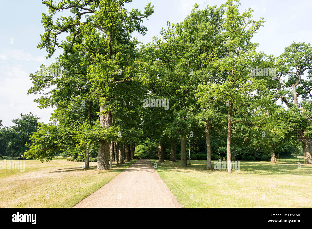 Percorso a piedi in un grande giardino con alberi verdi Foto Stock
