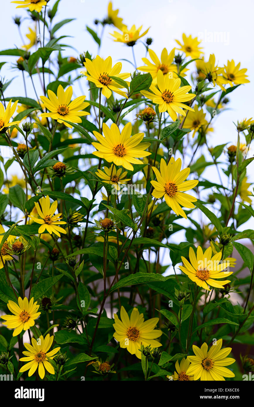 Helianthus regina di limone giallo fiore fiori fioritura autunnale alto girasole piante erbacee perenni Foto Stock