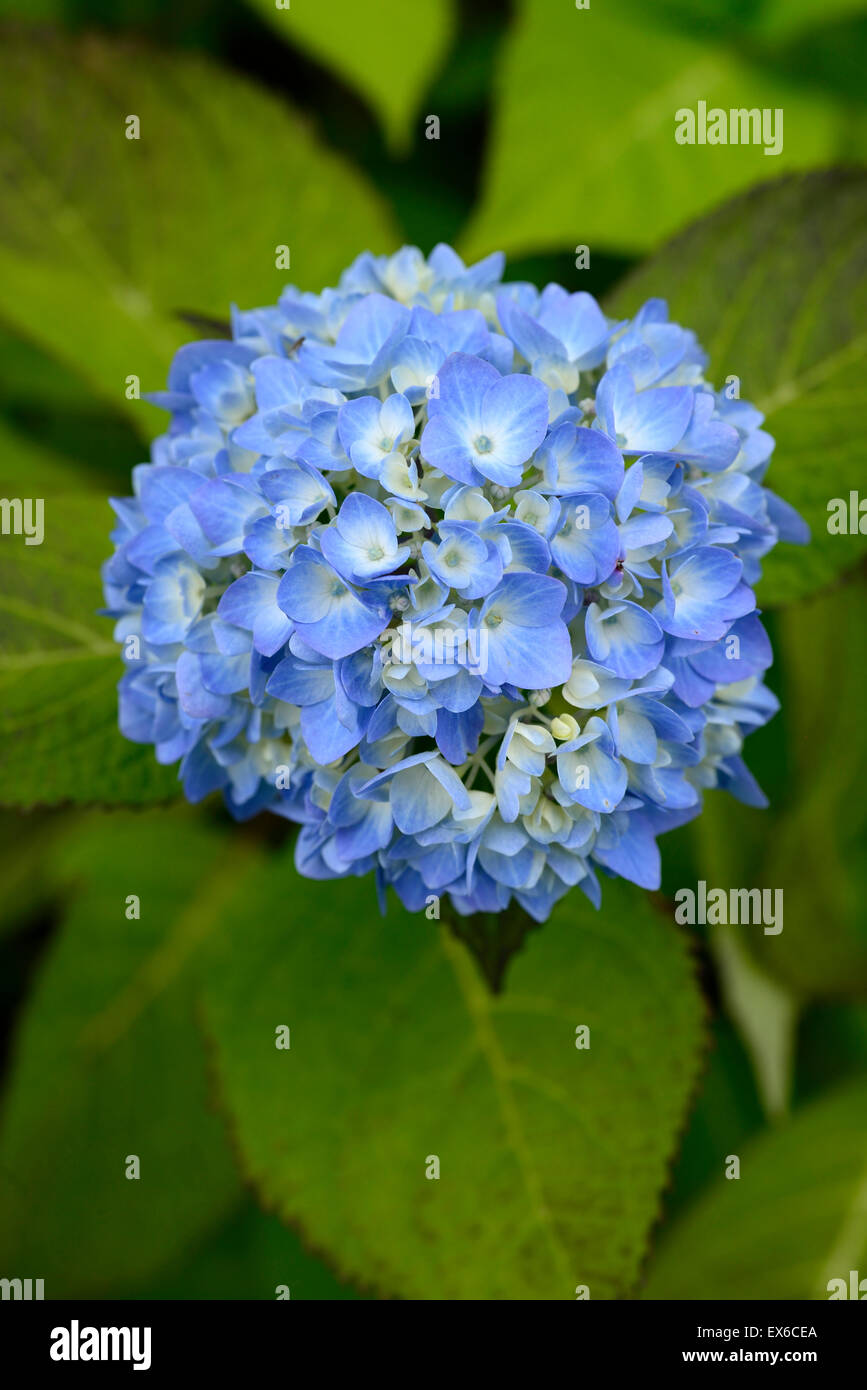 Hydrangea macrophylla bailmer fiori blu infiorescenza perenne fioritura autunno cadono floreale RM Foto Stock
