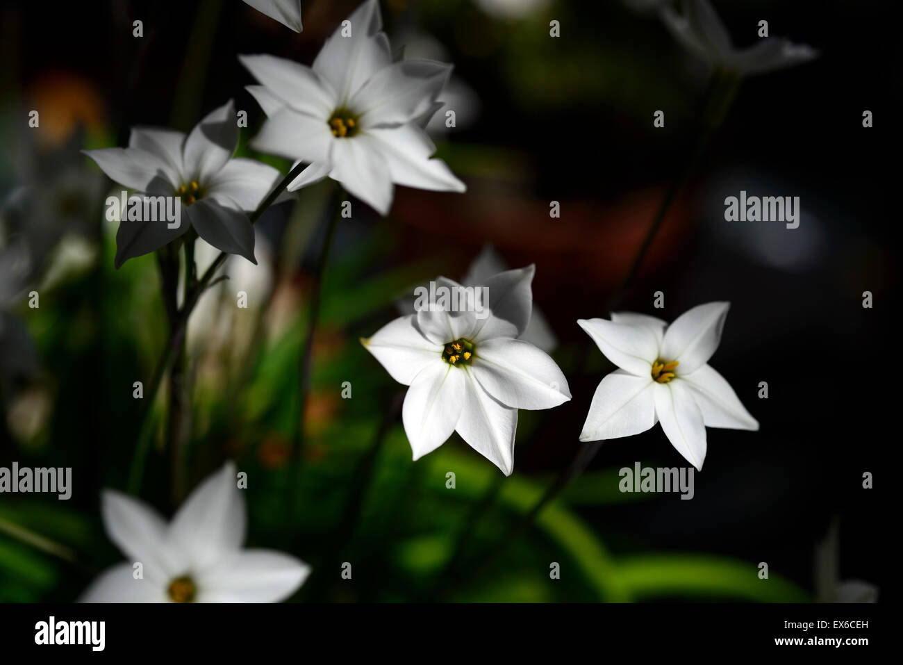 Ipheion uniflorum alberto castillo fiori bianchi Fiori stella di primavera  spring starflower bloom blooming bianco floreale RM Foto stock - Alamy