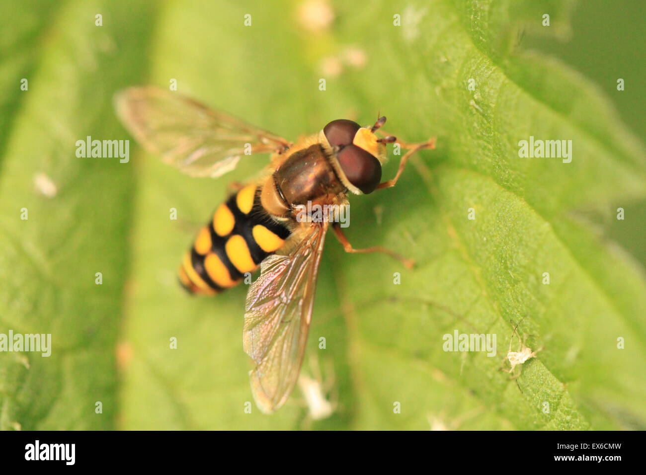 Hoverfly su una foglia Styrphus vitripennis Foto Stock