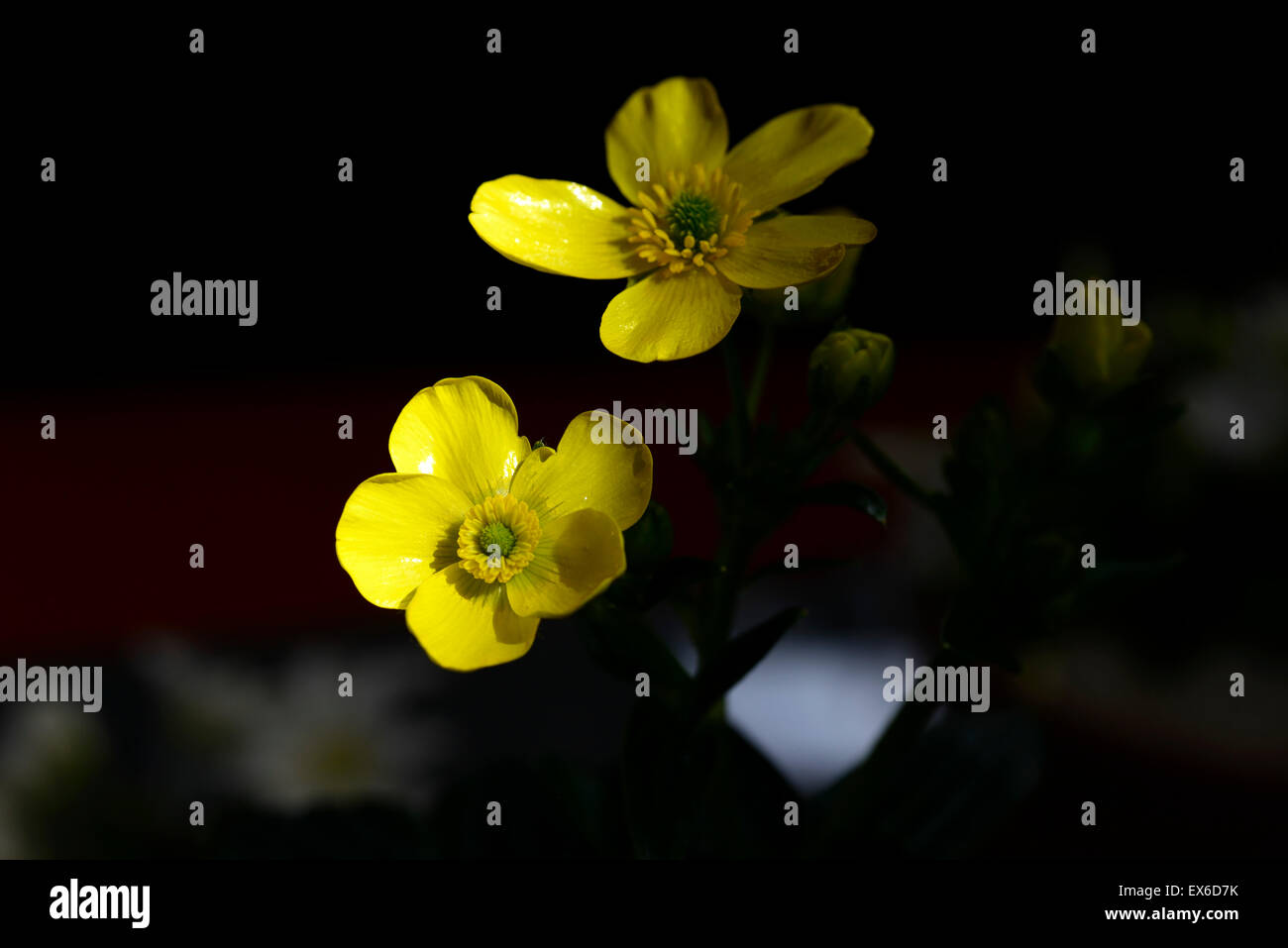 Ranunculus cortusifolius ranuncolo Canarie fiore giallo fioritura primavera perenne floreale RM Foto Stock