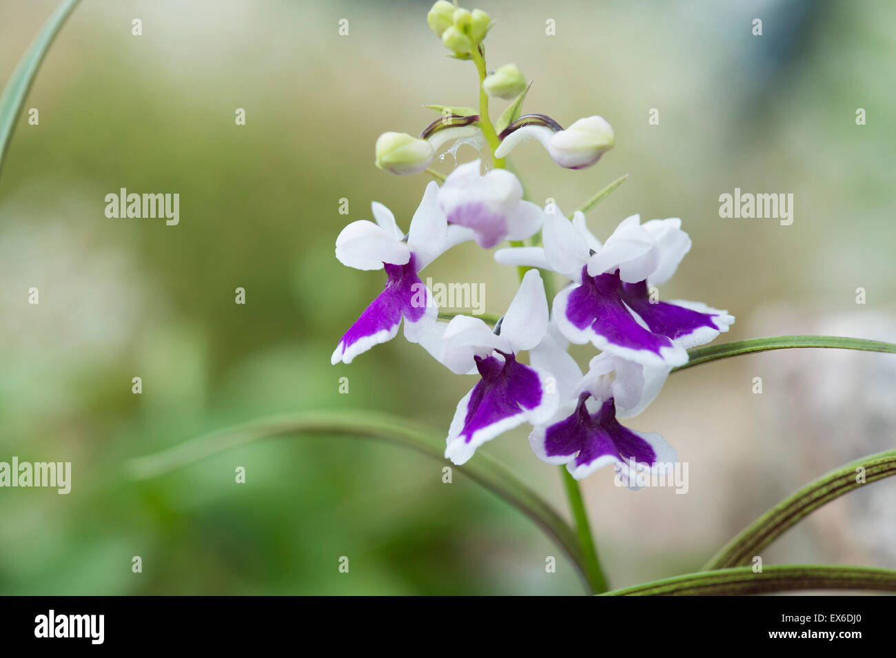 Ponerorchis Graminifolia Kouitten fiori di orchidea. Giapponese terrestrial orchid. Ali di farfalla orchid ad RHS Wisley Gardens Foto Stock