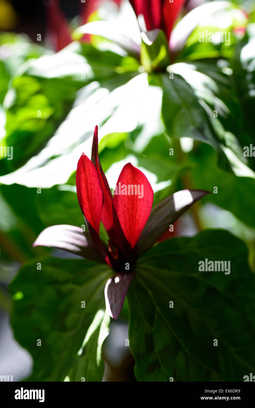 Trillium chloropetalum Giant Wake Robin sessili ombra ombreggiato bosco ombroso bosco fiore fiori primavera colore floreale RM Foto Stock