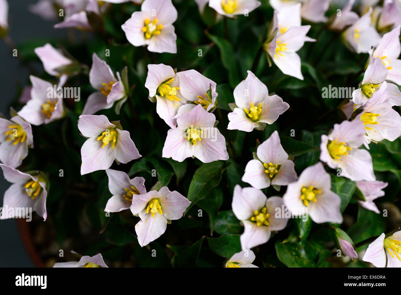 Trillium ovatum var hibbersonii Western Wakerobin ombra ombreggiato bosco ombroso bosco fiore fiori primavera colore floreale RM Foto Stock