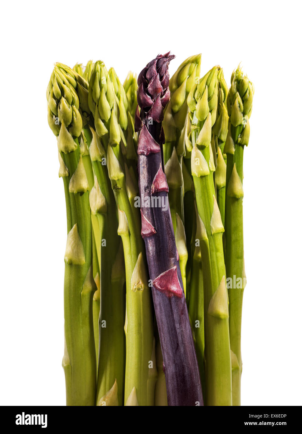 Il fogliame di Asparagus asparago verde e rosso e viola, Asparagus officinalis, spring molla verdure, ortaggi, piante, delicatamente s Foto Stock