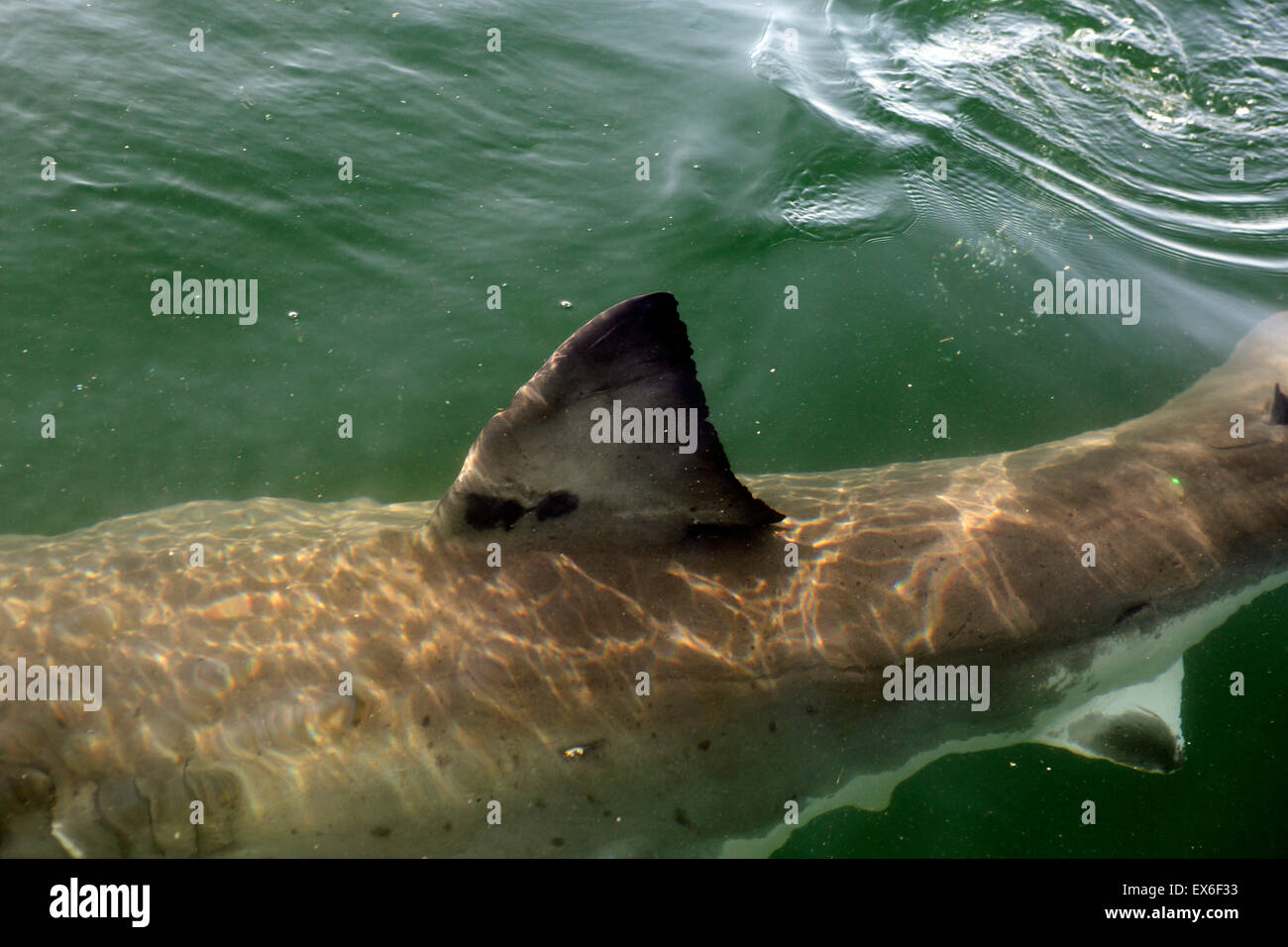 Il grande squalo bianco (Carcharodon carcharias) pinna dorsale Foto Stock