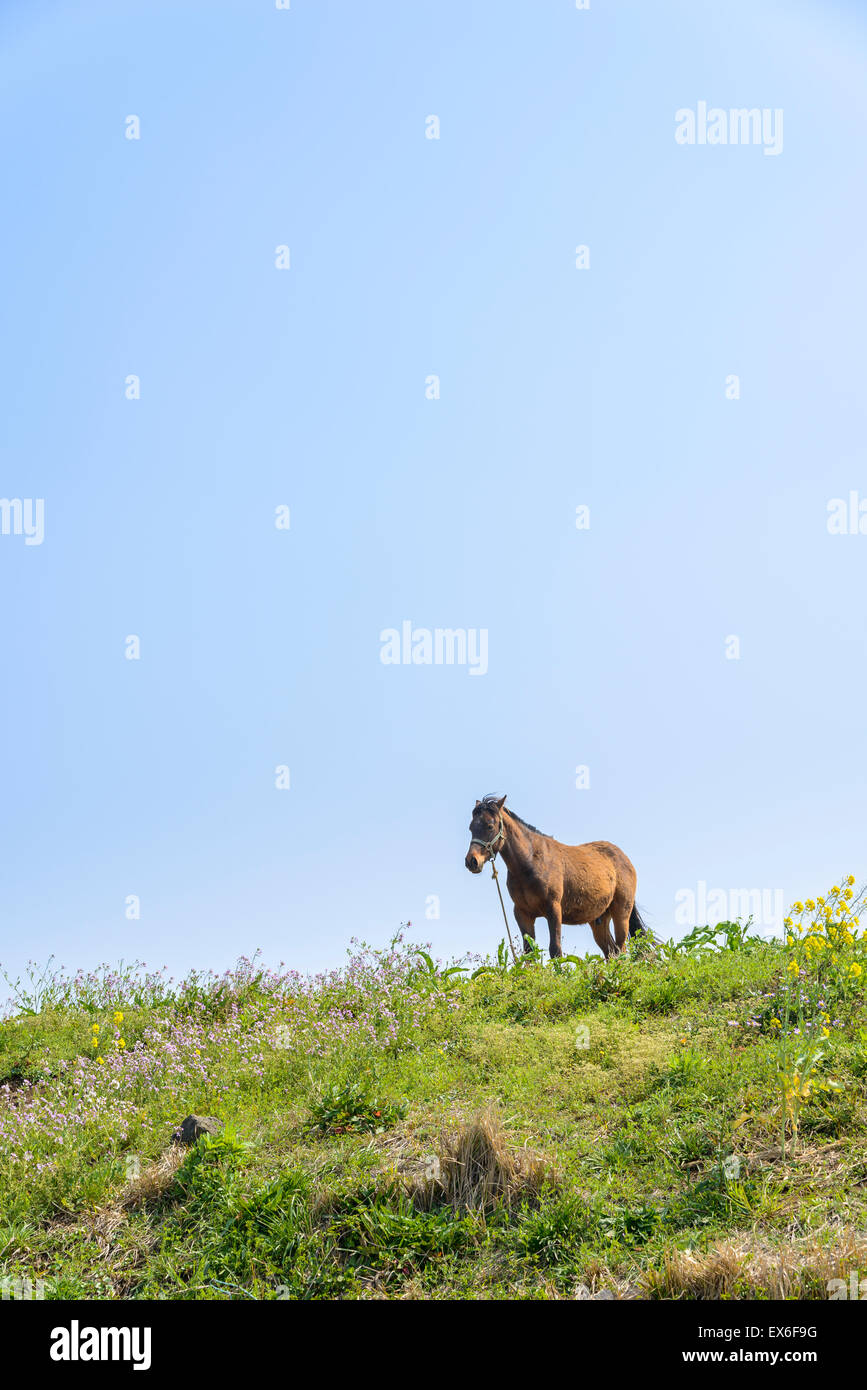 Sana cavallo marrone in piedi da solo su una verde collina di Jeju Island, Corea. Foto Stock