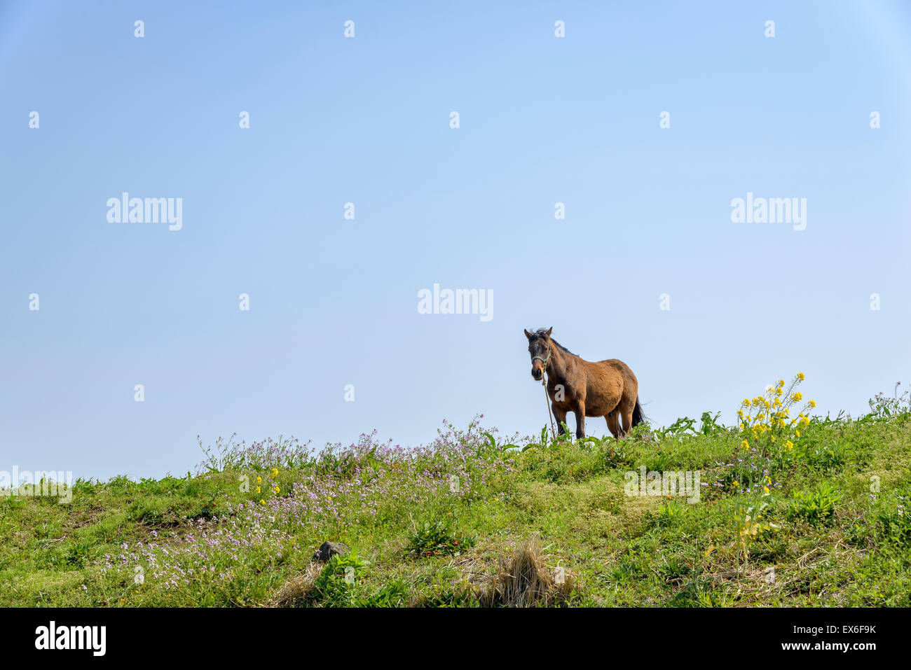 Sana cavallo marrone in piedi da solo su una verde collina di Jeju Island, Corea. Foto Stock