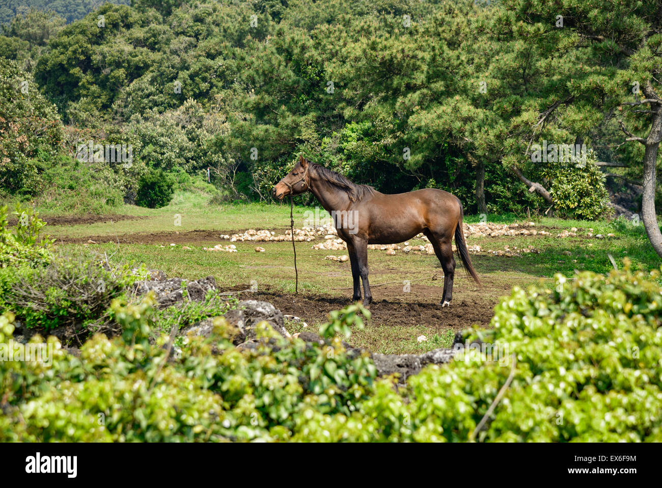 Muscolari sane cavallo in piedi da solo in una prateria di Jeju Island, Corea. Foto Stock
