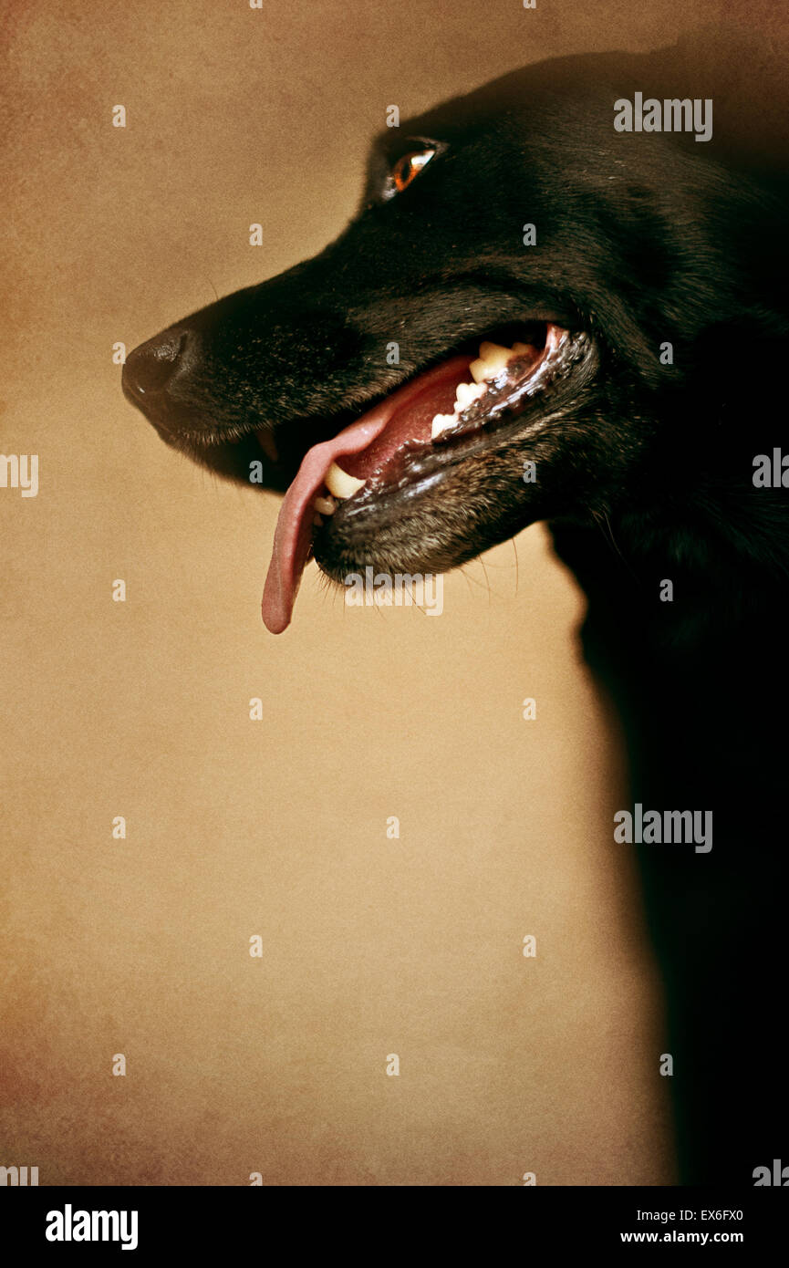 Profilo di un Labrador cane Foto Stock