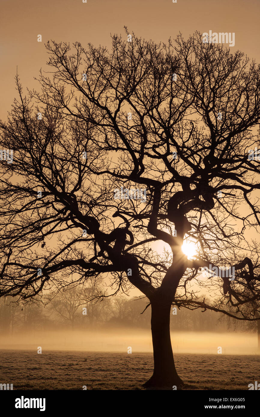 Frosty sunrise dietro tree, Knutsford, Cheshire, Regno Unito Foto Stock