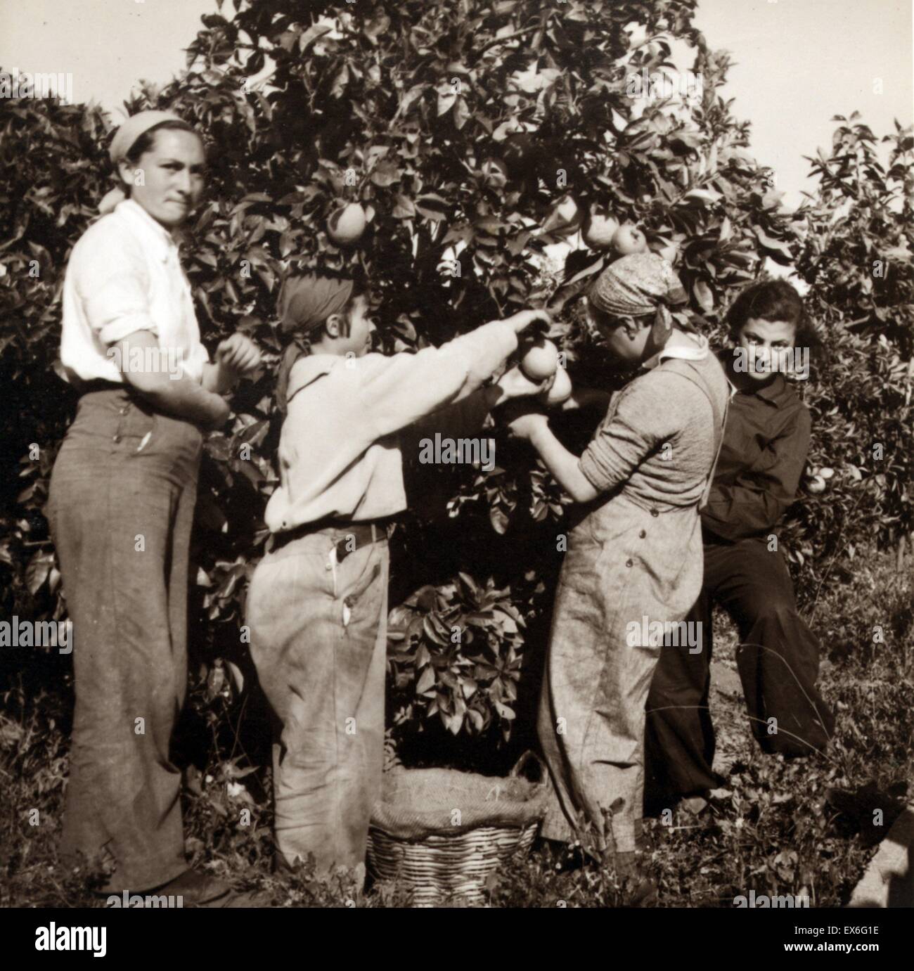 Donne raccolta di arance in un kibbutz vicino a Tel Aviv, (Palestina) Israele; 1930 Foto Stock