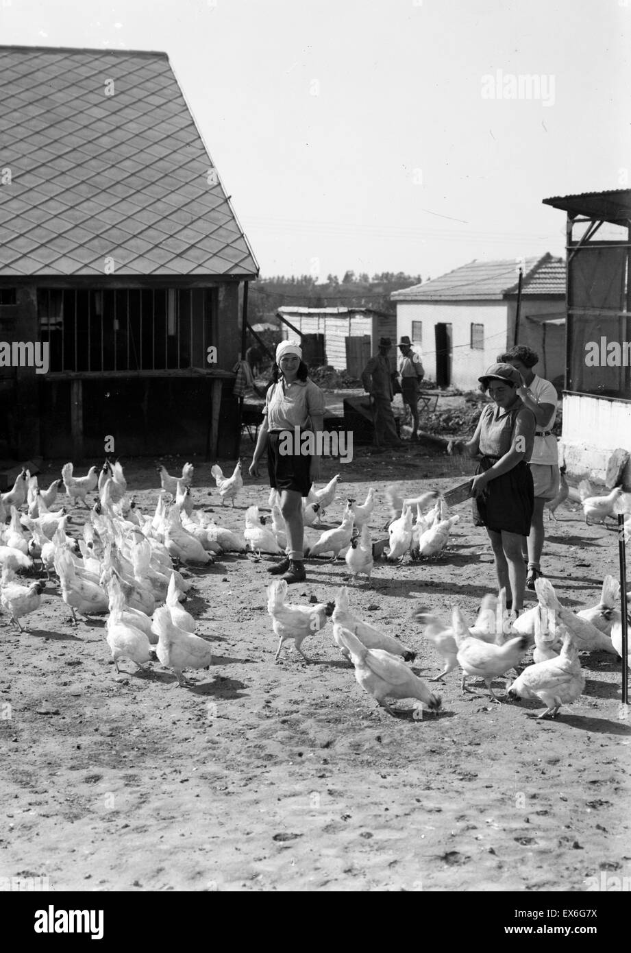 Coloni sionista in Borochov nella Pianura di Sharon, Israele (Palestina) 1930 alimentare pollame Foto Stock