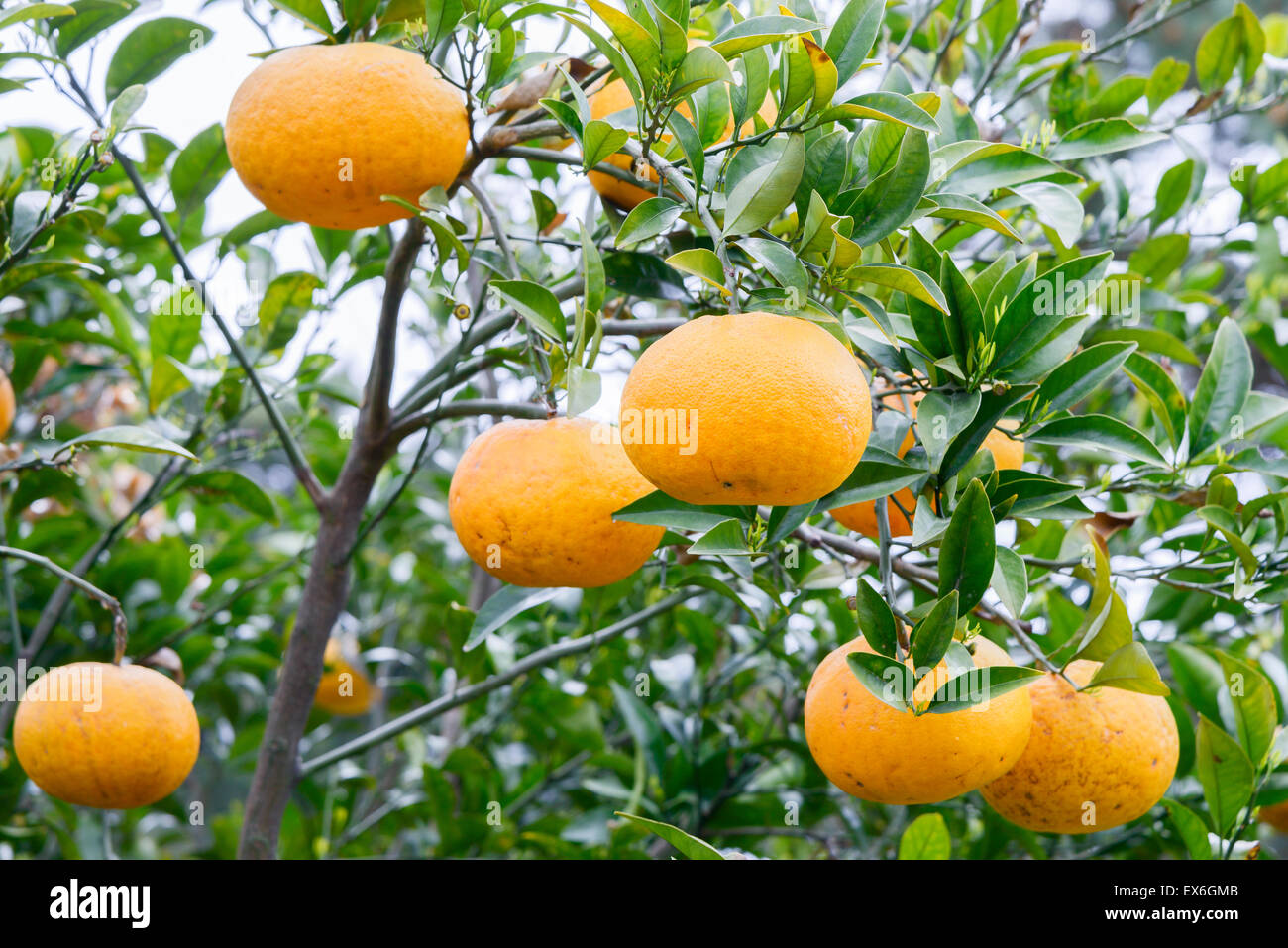 Giallo maturano i tangerini cresce su un albero in Jeju, Corea. Foto Stock