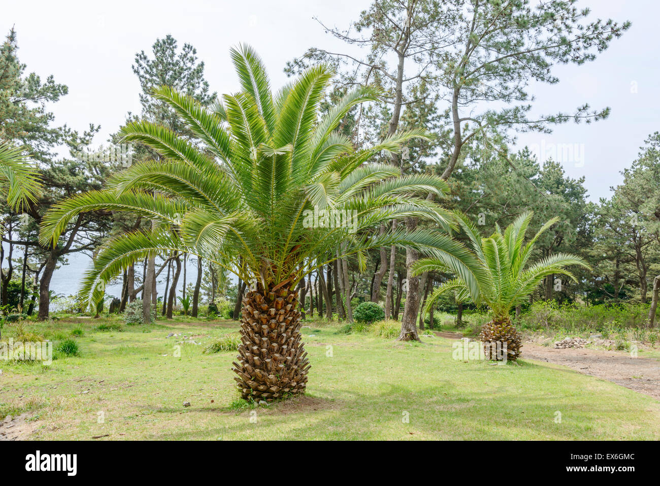 In Canarie Palm tree, il nome scientifico è Phoenix canariensis Foto Stock
