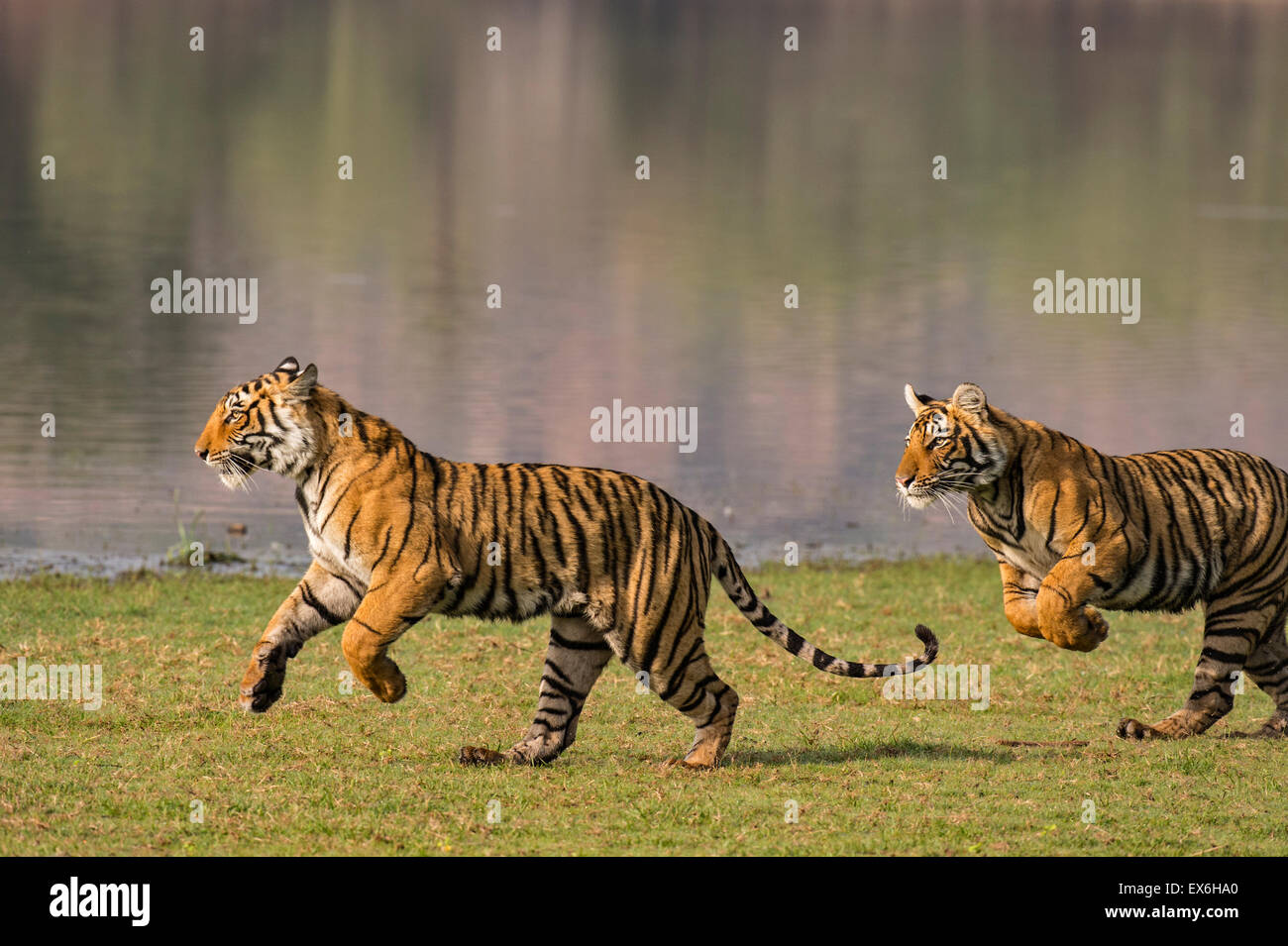 Due Bengala selvatici capretti tigers in esecuzione alla massima velocità lungo la riva di un lago in Ranthambhore parco nazionale dell'India Foto Stock
