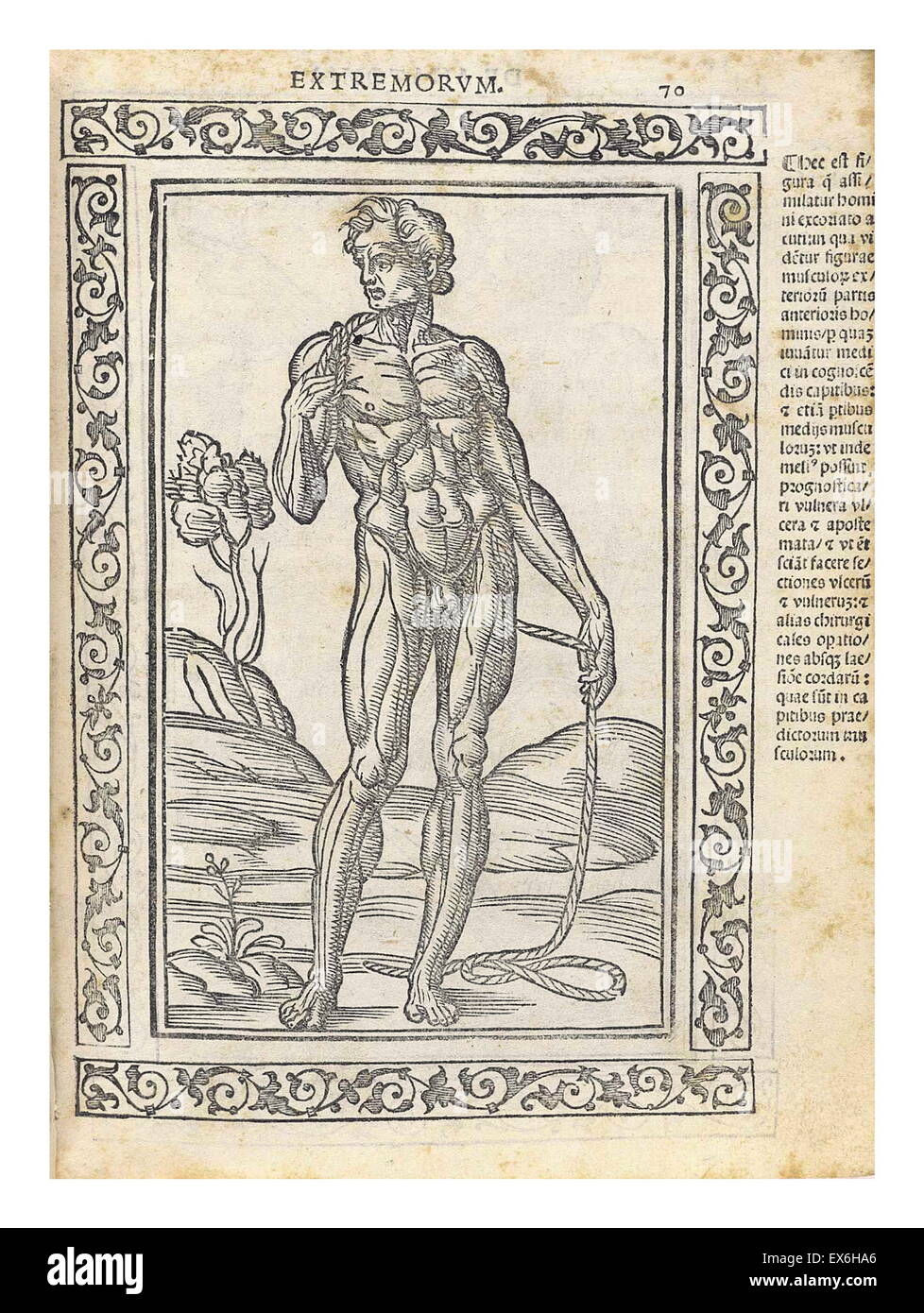 Illustrazione anatomica da 'Isagogae breues, perlucidae ac uberrimae, in anatomiam humani corporis un communi medicorum academia usitatam' di Jacopo Berengario da Carpi, Bologna 1523. Foto Stock