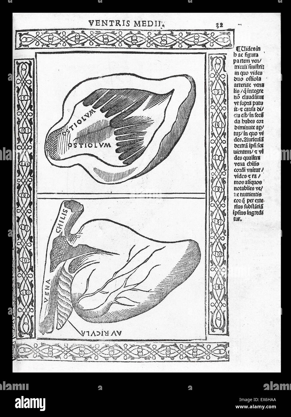 Illustrazione anatomica da 'Isagogae breues, perlucidae ac uberrimae, in anatomiam humani corporis un communi medicorum academia usitatam' di Jacopo Berengario da Carpi, Bologna 1523. Foto Stock