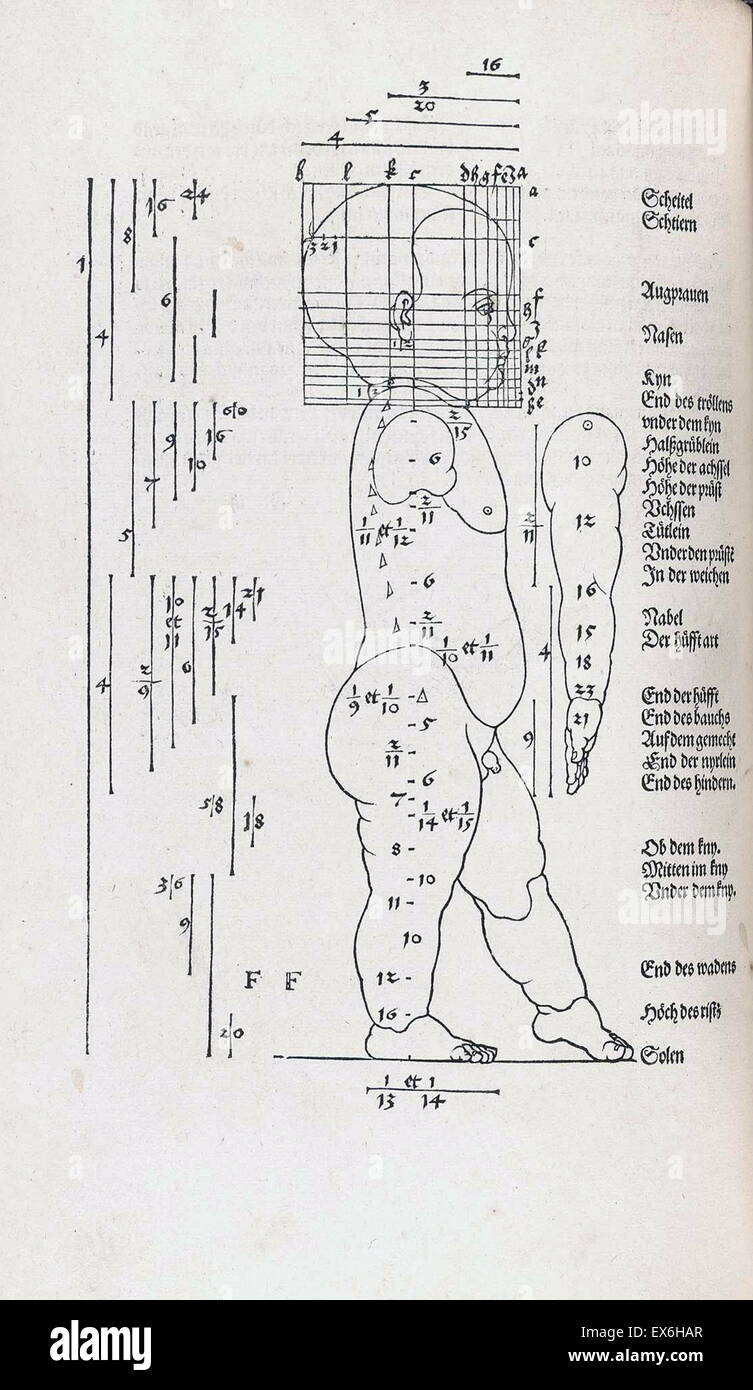 Illustrazione anatomica da 'Vier Bücher von menschlicher proporzione' ' da Albrecht Dürer (1471-1528), Norimberga, 1528. La sua collezione di disegni sono stati utilizzati per applicare la scienza umana di proporzioni anatomiche di estetica Foto Stock