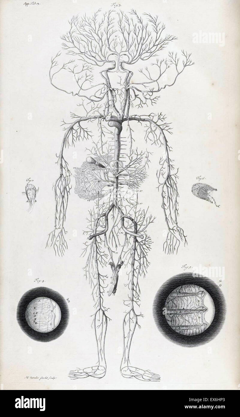 Illustrazione da "l'anatomia dei corpi umani' da William Cowper, (Oxford, 1698) Foto Stock
