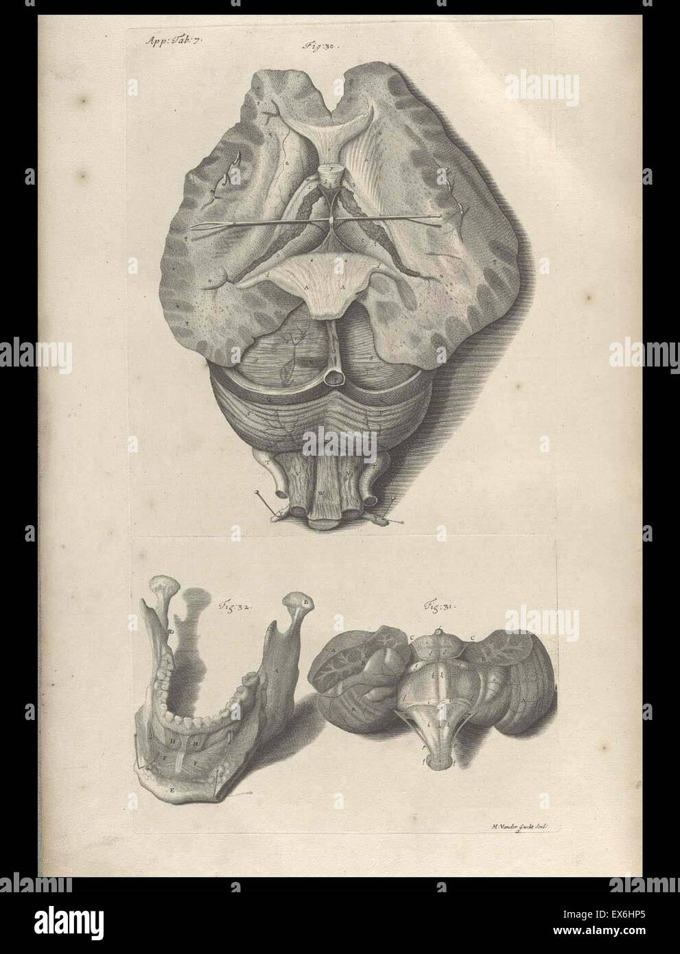 Illustrazione da "l'anatomia dei corpi umani' da William Cowper, (Oxford, 1698) Foto Stock