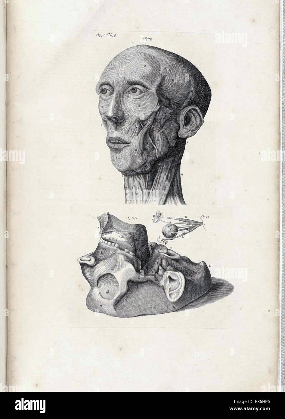 Illustrazione da "l'anatomia dei corpi umani' da William Cowper, (Oxford, 1698) Foto Stock