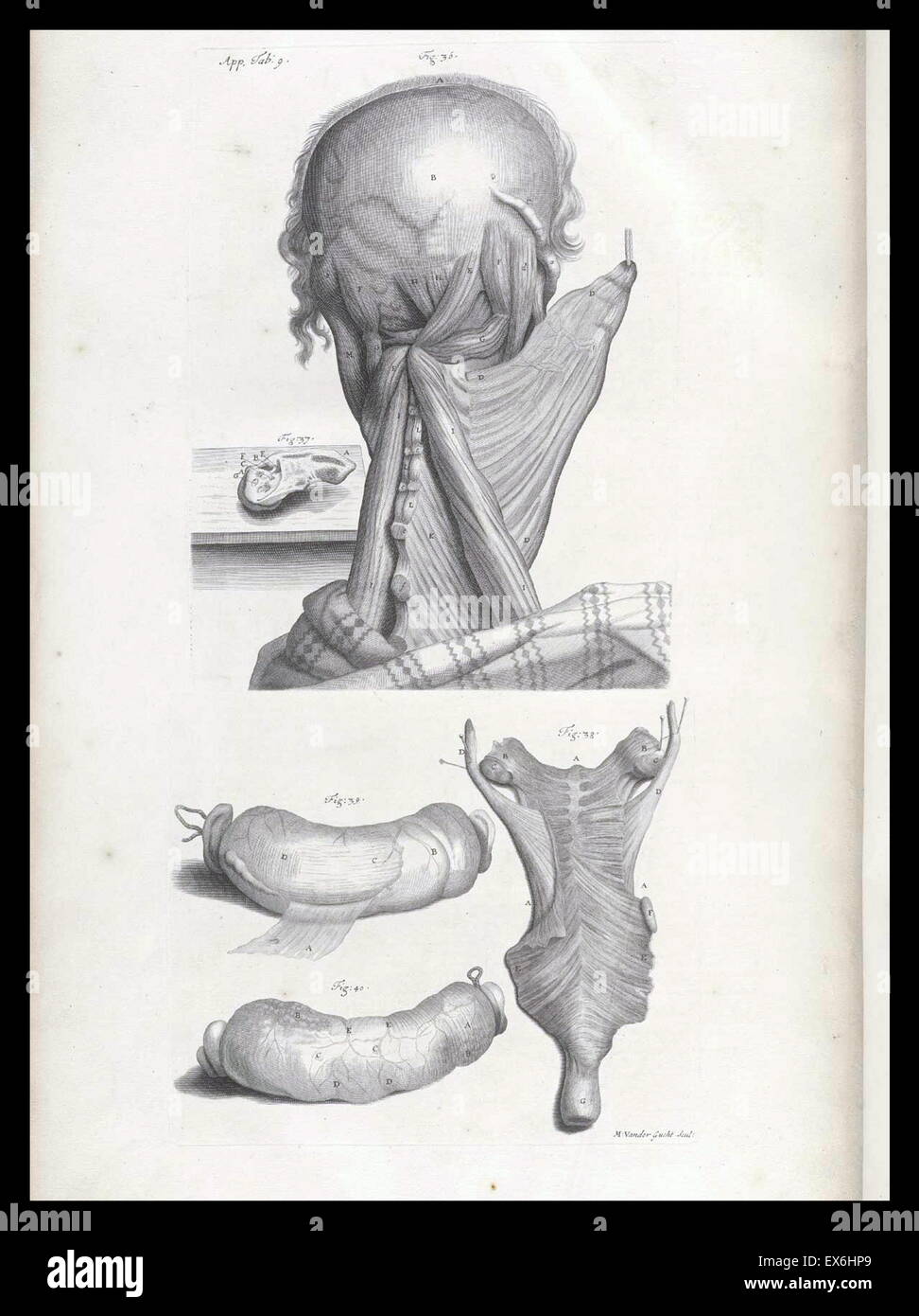 Illustrazione da "l'anatomia dei corpi umani' da William Cowper, (Oxford, 1698) Foto Stock
