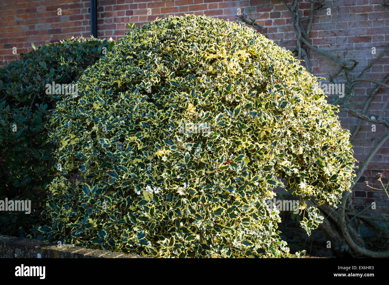Variegato ILEX tagliata in forma di una sfera in un piccolo giardino anteriore Foto Stock