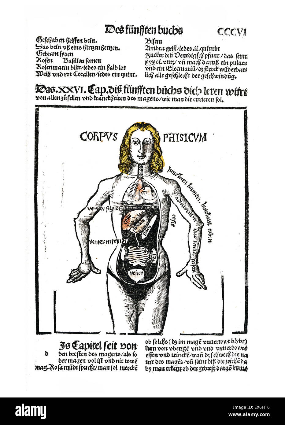 Silografia anatomica da "Liber de arte distillandi de compositis' da Hieronymus Brunschwig, 1450- 1512. Strassburg, 1512 Foto Stock