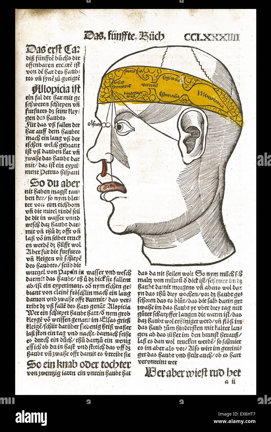 Silografia anatomica da "Liber de arte distillandi de compositis' da Hieronymus Brunschwig, 1450- 1512. Strassburg, 1513 Foto Stock