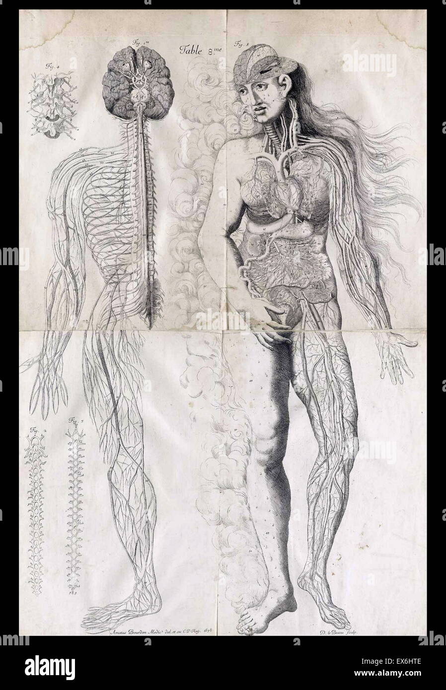 Illustrazione anatomica da Amé Bourdon, da 'Nouvelles tabelle anatomiques"; Chambray: 1678. Foto Stock