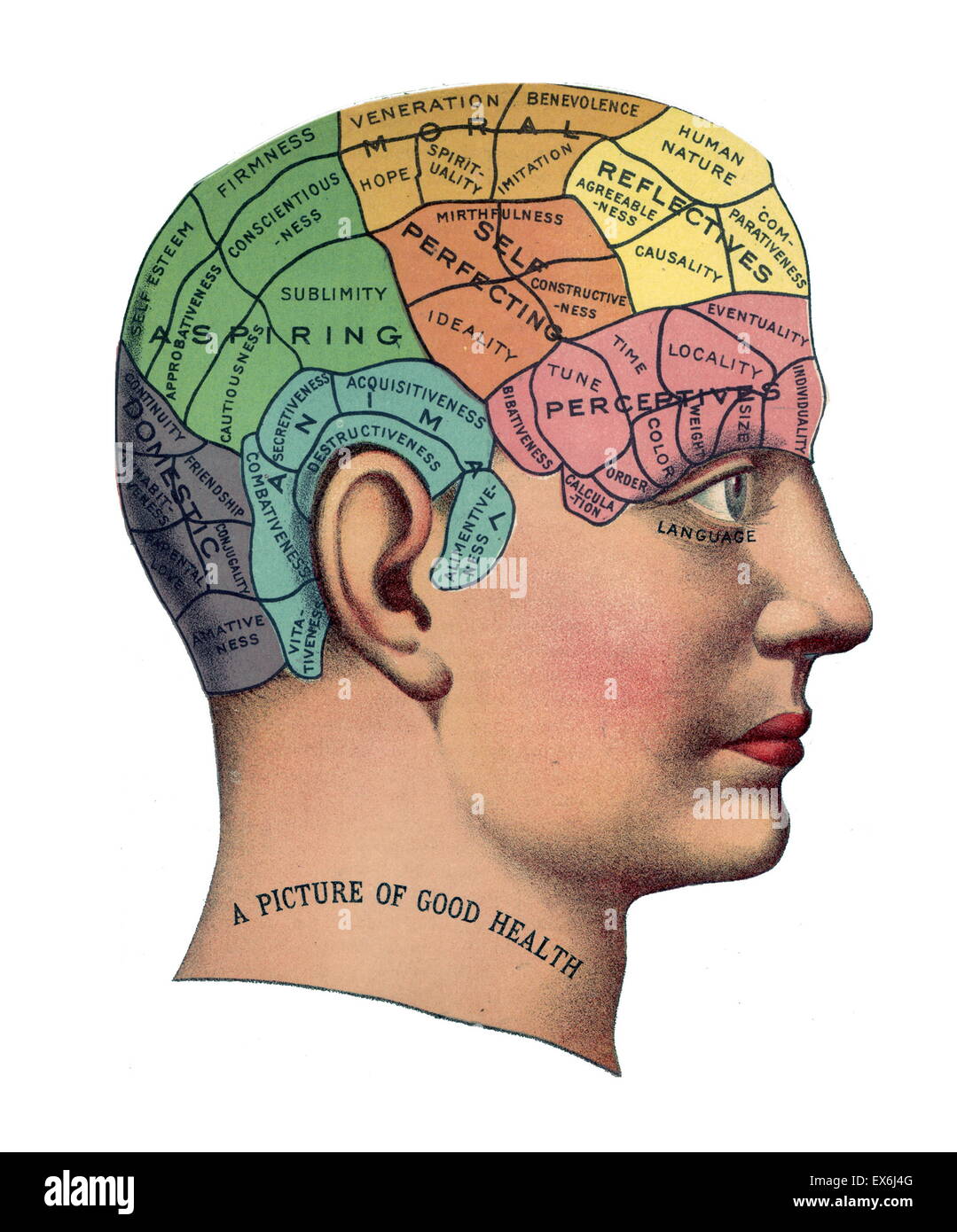 Phrenological grafico del 1859. phrenology fu fondata nel XIX secolo da Franz Josef Gall (1758-1828). Esso sostiene che diverse intelligenze e tratti di personalità sono loci specifici nel cervello. Foto Stock