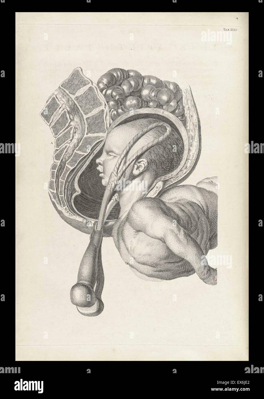 Illustrazione da 'Una sett di tavole anatomiche, con spiegazioni e un abridgment, della pratica di ostetricia". (Londra: 1754). Da William Smellie (1697 - 1763) un scozzese ostetrica Foto Stock
