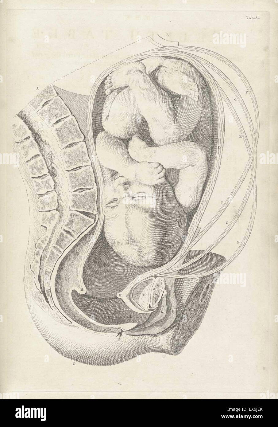 Illustrazione da 'Una sett di tavole anatomiche, con spiegazioni e un abridgment, della pratica di ostetricia". (Londra: 1754). Da William Smellie (1697 - 1763) un scozzese ostetrica Foto Stock