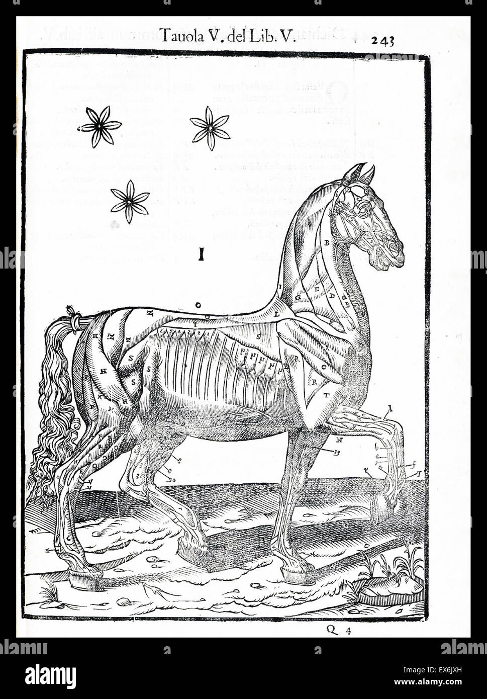 Equina illustrazione anatomica da 'anatomia del cavallo, infermità et suoi rimedii'. Anatomia di un cavallo); (1618). da Carlo Ruini, (1530-1598) Foto Stock