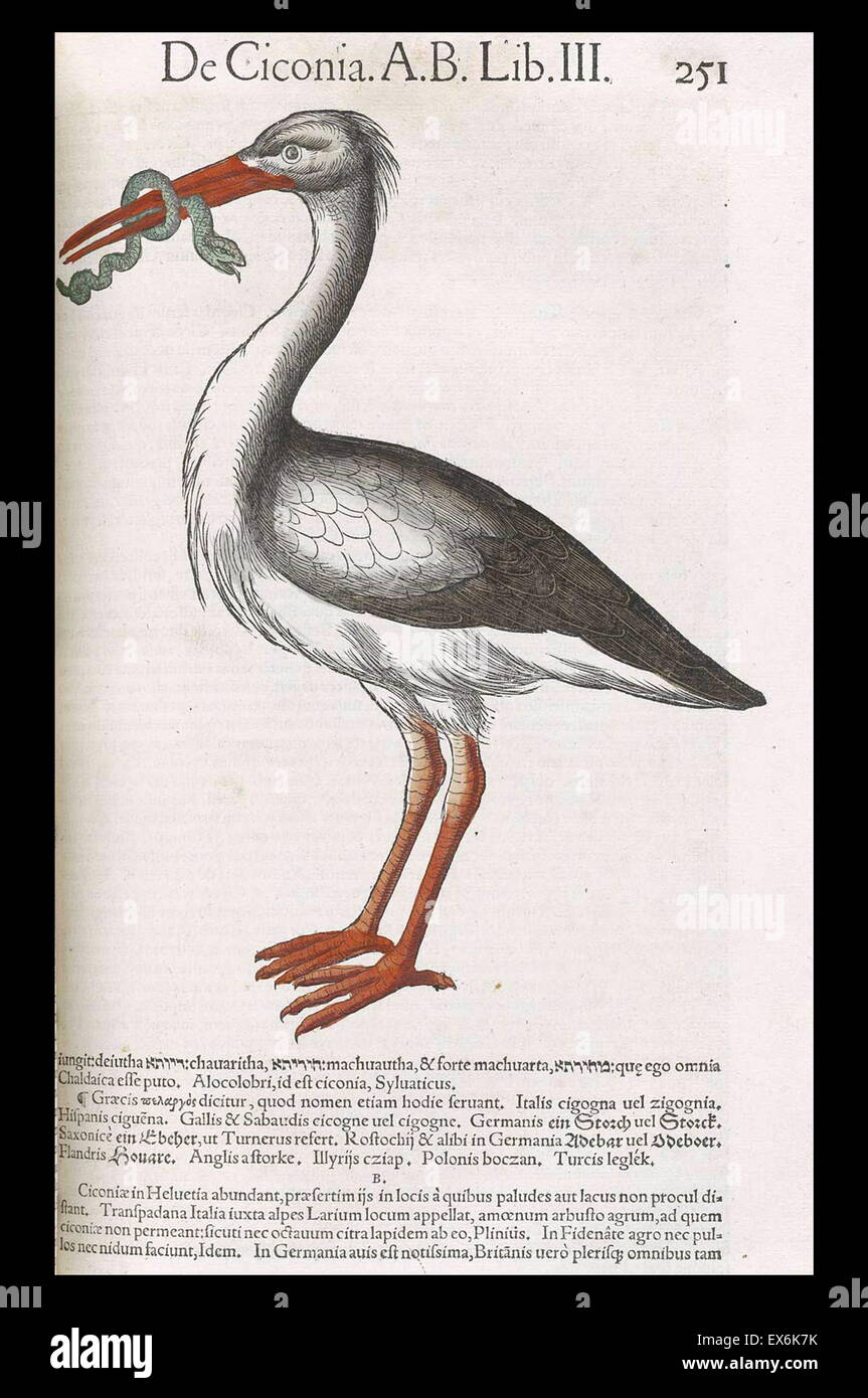 Illustrazione di 'medici Tigurini Historiae animalium' Historia animalium 1564; un veterinario libro anatomiche, da Conradi Gesneri 1516-1580 Foto Stock