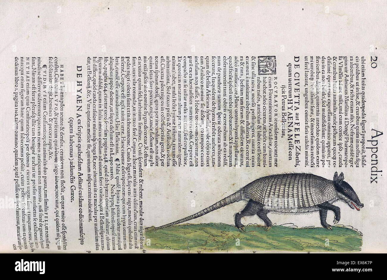 Armadillo illustrazione dall'Medici Tigurini Historiae animalium' Historia animalium 1564; un veterinario libro anatomiche, da Conradi Gesneri 1516-1583 Foto Stock