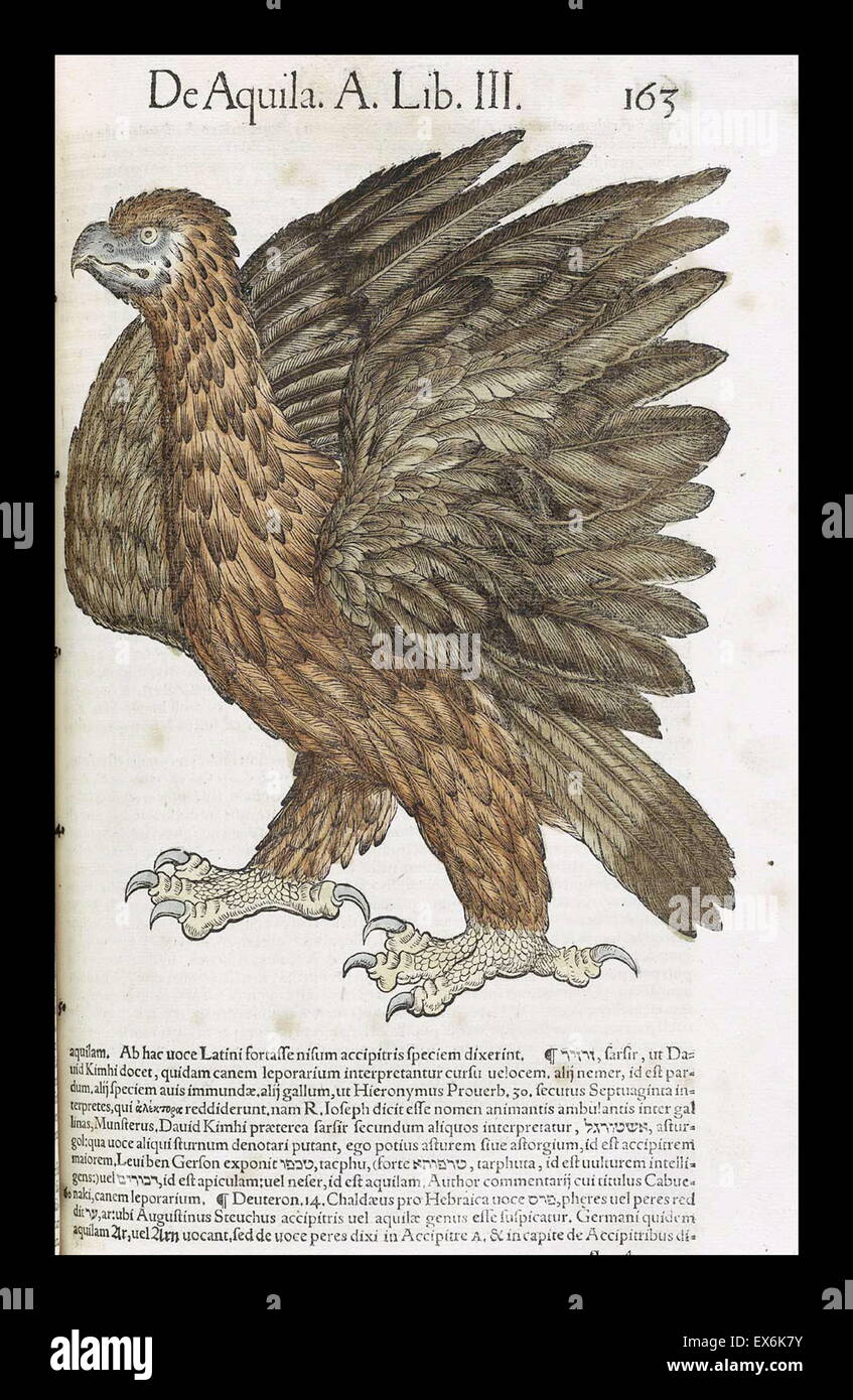 Illustrazione di un'aquila, dall'Medici Tigurini Historiae animalium' Historia animalium 1564; un veterinario libro anatomiche, da Conradi Gesneri 1516-1583 Foto Stock